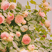 Картины и панно handmade. Livemaster - original item Roses Photo, flowers for interior of bedroom and living room Shabby chic. Handmade.