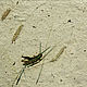 Paper pattern 'Grasshopper', Pictures, Moscow,  Фото №1