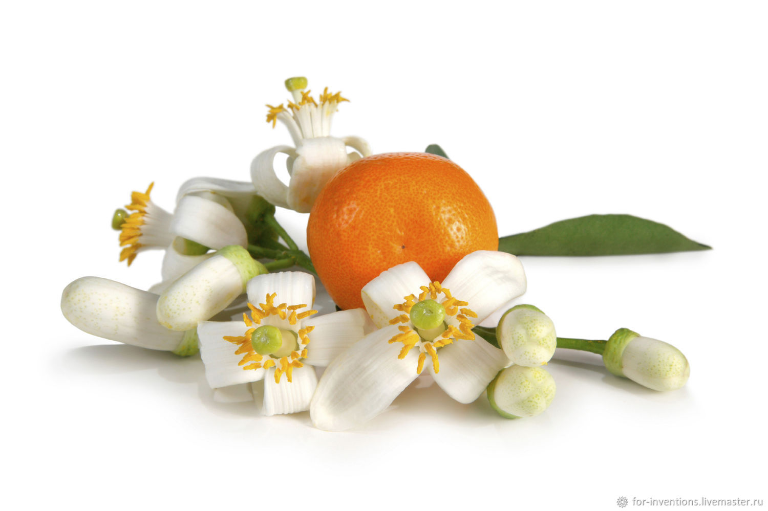 Флердоранж растение. Померанец нероли петигрен. Флердоранж дерево. Fleur de orange. Нероли цветок апельсина.