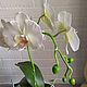 Цветы интерьерные - Белая орхидея. Комнатные растения. Antonina Fom. Интернет-магазин Ярмарка Мастеров.  Фото №2