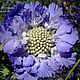 Order Scabious flower cutter L. ceramic flowers. Livemaster. . Cutters Фото №3