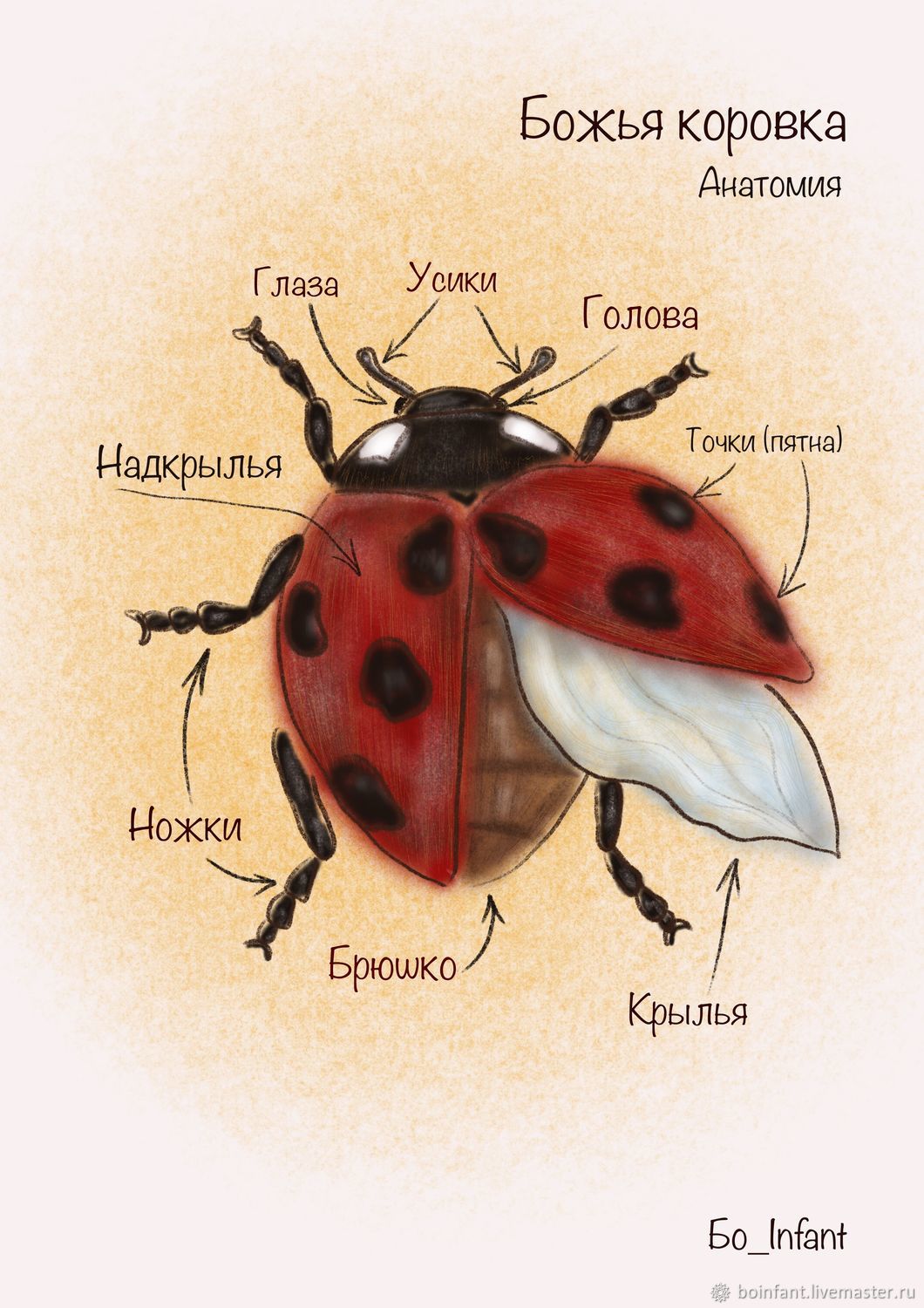 Открытка в виде божьей коровки своими руками — amurliman.ru