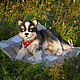 Щенок хаски Макс. Игрушки. Teddy Realistic Toys. Ярмарка Мастеров.  Фото №5