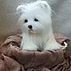 Teddy Animals: Little white puppy. Teddy Toys. Teddybeasts. Online shopping on My Livemaster.  Фото №2