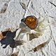 Кольцо с цитрином. Кольца. Karma-jewelry. Ярмарка Мастеров.  Фото №5