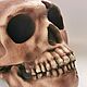 Модель черепа антропологическая, неандерталец "Нэнди". Элементы интерьера. Чё по черепам. Ярмарка Мастеров.  Фото №5