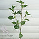 Заказать Ветка зелени с бутонами зелеными 10596. SM-Floristic (искусственные цветы) (sm-floristic). Ярмарка Мастеров. . Цветы искусственные Фото №3