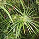 Нагармота эфирное масло, Сyperus scariosus, Индия, 5 мл. Эфирные масла. Уд и Агаровое дерево. Интернет-магазин Ярмарка Мастеров.  Фото №2