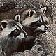 Kit embroidery with beads 'RACCOONS' full lining with beads. Embroidery kits. Beaded embroidery from Laura. Online shopping on My Livemaster.  Фото №2