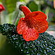 Sinningia bullata (Синнингия пузырчатая), Комнатные растения, Нижневартовск,  Фото №1