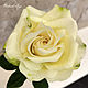 Розы из холодного фарфора (полимерной глины), Цветы, Москва,  Фото №1