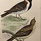 Заказать Винтаж: 1870 LAPLAND BUNTING Старинная гравюра в деревянной раме из Европы. VERY GOOD DAY. Ярмарка Мастеров. . Картины винтажные Фото №3