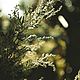  Полынь и мох, 3 мл. Духи. Wild Mystery Perfumes. Ярмарка Мастеров.  Фото №5