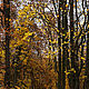 Фотопринт 30×45 см: Осенний пейзаж (№1), авторский фотопринт, Фотокартины, Санкт-Петербург,  Фото №1
