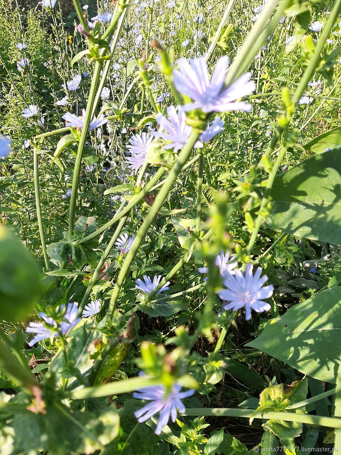 Трава от сахарного диабета фото