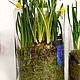 Первоцветы в Цилиндре 20см Весеники на 8 марта. Подарки на 8 марта. DARK FLORIST Флористика Декор ЦВЕТЫ. Ярмарка Мастеров.  Фото №6