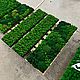 Панно из стабилизированного мха 120*30см. Фитокартины. Green.Box. Ярмарка Мастеров.  Фото №5