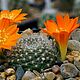 Суккулент Кактус Rebutia edeltraudii RW-66 семена 10 ШТ, Семена саженцы, Челябинск,  Фото №1