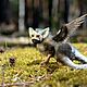 Заказать Трико. Последний хранитель. The Last Guardian. Fantastic Fauna. Ярмарка Мастеров. . Мягкие игрушки Фото №3