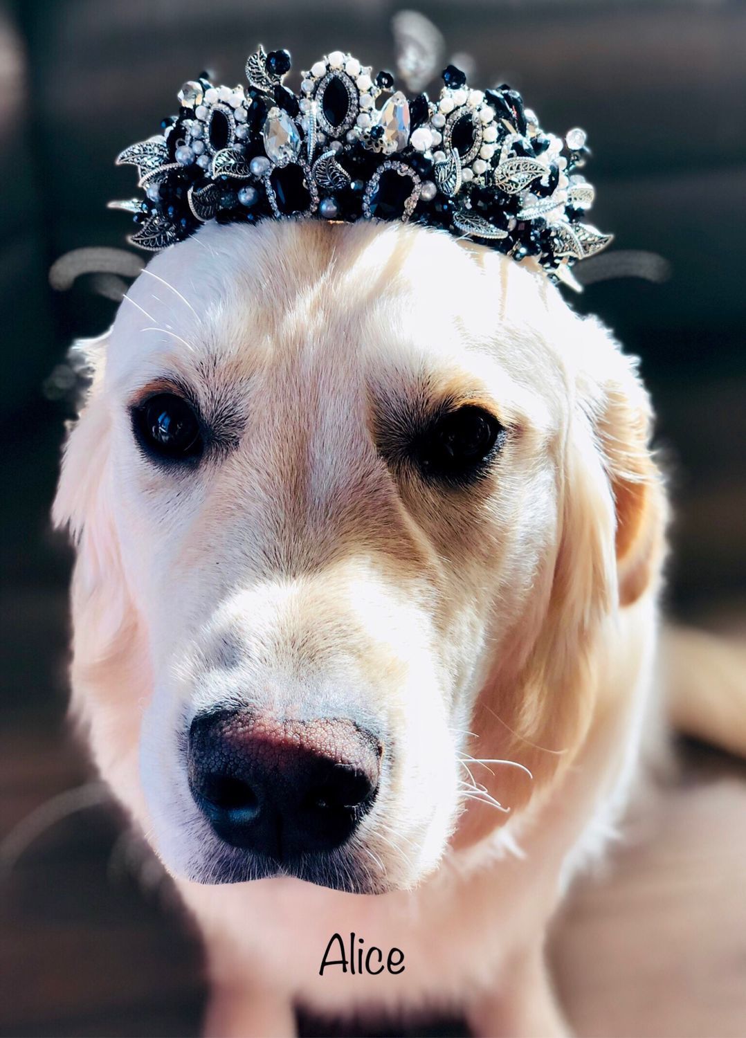 Собачка в короне