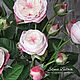 Английская пионовидная роза. Цветы. Живые цветы ручной работы. Ярмарка Мастеров.  Фото №5