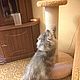 Column powerful for cats buy. Scratching post to order the right size, Scratching Post, Ekaterinburg,  Фото №1