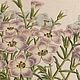 Винтаж: 1856 GILIA DIANTHOIDES Van Houtte Старинная антикварная Гравюра. Картины винтажные. VERY GOOD DAY. Ярмарка Мастеров.  Фото №5