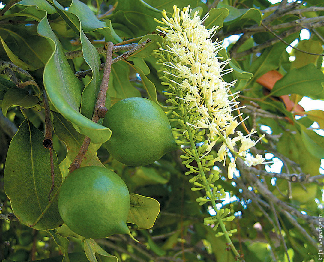 Фото ореха макадамия. Macadamia integrifolia. Орех макадамия австралийский. Макадамия Австралия дерево. Орех макадамия Австралия дерево.