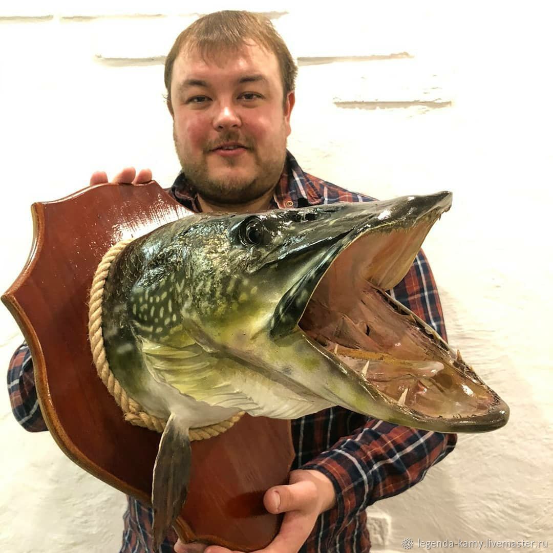 Таксидермия рыб и история создания чучела из 150-кг аллигаторовой щуки