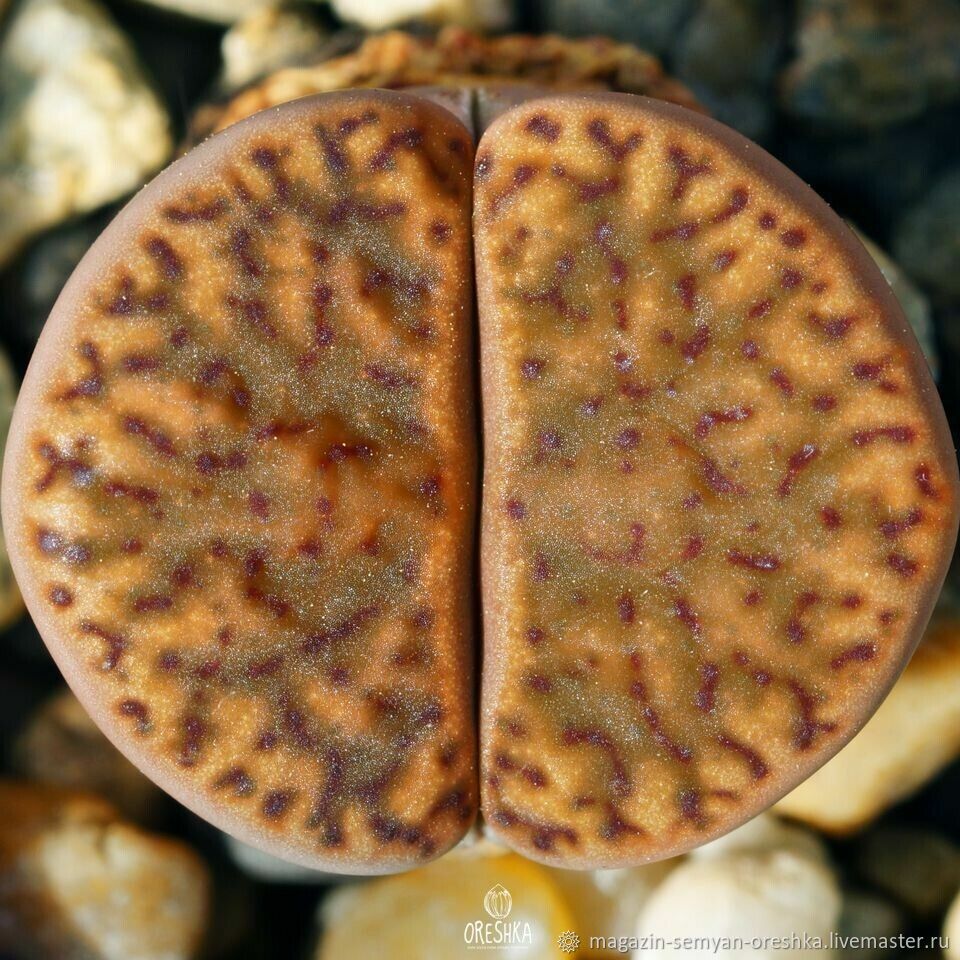 Суккулент Литопс Lithops bromfieldii v. insularis C-043 семена 10 ШТ в ...