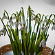 Order Basket of snowdrops '12 months'. KG_flowers. Livemaster. . Composition Фото №3