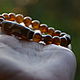 Bracelet made of rare tourmaline DRAVIT and Shining Ji RUI Tibet. Ji bead. Jewerly for Happiness. My Livemaster. Фото №5