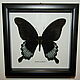 Бабочка Papilio ascalaphus в рамке, Картины, Лотошино,  Фото №1