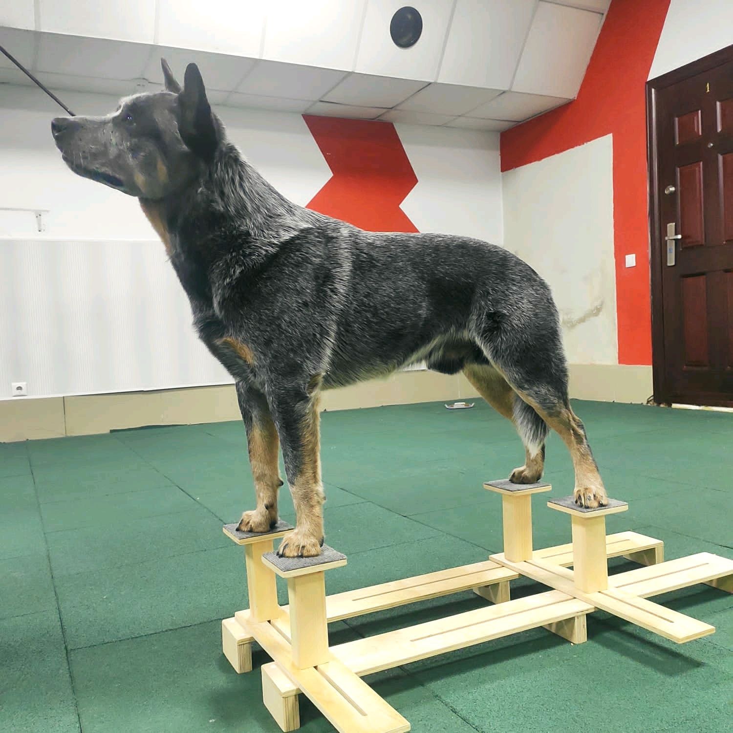 Тренажер для собак для отработки выставочной стойки
