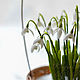 Basket of snowdrops '12 months'. Composition. KG_flowers. Online shopping on My Livemaster.  Фото №2