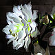 Order Flower-lamp gippeastrum 'Ariel'. Elena Krasilnikova. Livemaster. . Nightlights Фото №3