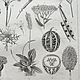 Винтаж: Антикварная гравюра 1867-1870х годов. Картины винтажные. BERËZA ANTIQUES. Ярмарка Мастеров.  Фото №6