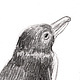 Картина Пингвинчик, птица темно-серый черный белый серый графика. Картины. Юлия Рустамьян (Julrust). Ярмарка Мастеров.  Фото №4