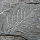 Отпечатки вайи папоротника Alethopteris, Минералы, Ростов-на-Дону,  Фото №1