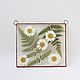 the herbarium in the glass. the herbarium in the frame. Chamomile and fern. Flowers are dry and stable. Glass Flowers. Online shopping on My Livemaster.  Фото №2