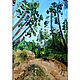Painting of a pine tree 'A walk in the park', oil, Pictures, Izhevsk,  Фото №1