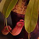 Непентес (Кровавая Мери) - Nepenthes Bloody Mari. Комнатные растения. “LUSH Green”. Интернет-магазин Ярмарка Мастеров.  Фото №2