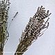 Лавандин сухоцвет натуральный. Цветы сухие и стабилизированные. b.g.shishki - сухоцветы и природный декор. Ярмарка Мастеров.  Фото №5