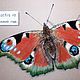 Butterfly Peacock 21h30 seashell the Picture to order a pastel
