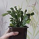  "Декабрист" (Шлюмбергера) средний 2. Комнатные растения. Izum-textil. Интернет-магазин Ярмарка Мастеров.  Фото №2