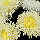 Цветы из фоамирана интерьерные - Хризантемы, Цветы, Санкт-Петербург,  Фото №1