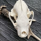 Framed Marten Skull