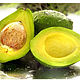 Avocado oil refined 50 ml. Oil. For inventions. Online shopping on My Livemaster.  Фото №2