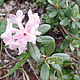 Order FRESH Solovki hydrolat Rhododendron. Maheya. Livemaster. . Hydrolat Фото №3
