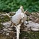 Подвеска из морской ракушки "МОРСКОЕ ДИВО", Подвеска, Москва,  Фото №1